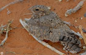 Image result for Caprimulgus aegyptius