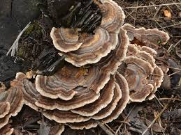 Attēlu rezultāti vaicājumam “Stereum hirsutum”