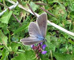 Attēlu rezultāti vaicājumam “Maculinea alcon underside”