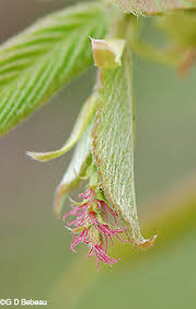 Attēlu rezultāti vaicājumam “Carpinus betulus female flower”