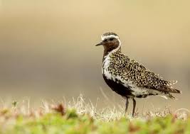 Attēlu rezultāti vaicājumam “Pluvialis apricaria”