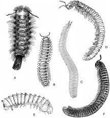 Attēlu rezultāti vaicājumam “Myriapoda”