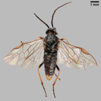 Attēlu rezultāti vaicājumam “Euura acutifoliae”