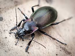 Attēlu rezultāti vaicājumam “Carabus nemoralis”