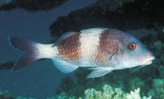 Image result for Parupeneus trifasciatus