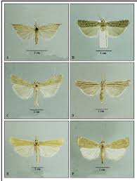Attēlu rezultāti vaicājumam “Crambus heringiellus”