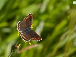 Attēlu rezultāti vaicājumam “Aricia artaxerxes  female”