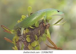 Risultati immagini per dasia smaragdina