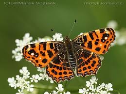 Attēlu rezultāti vaicājumam “Araschnia levana”