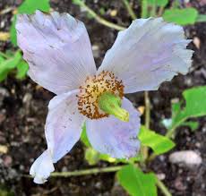 Image result for Meconopsis betonicifolia