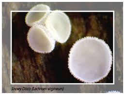 Attēlu rezultāti vaicājumam “Lycogala asperum young”