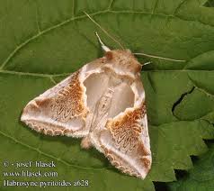 Attēlu rezultāti vaicājumam “Habrosyne pyritoides”