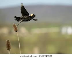 Image result for Dolichonyx oryzivorus