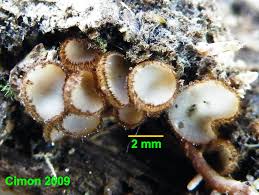 Attēlu rezultāti vaicājumam “Ombrophila violacea spores”