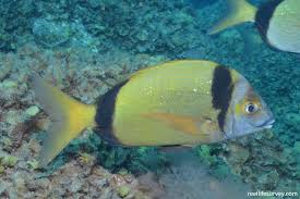 Image result for Diplodus vulgaris