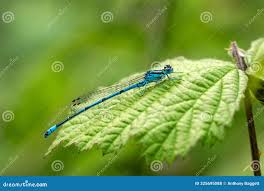 Attēlu rezultāti vaicājumam “Coenagrion puella male”