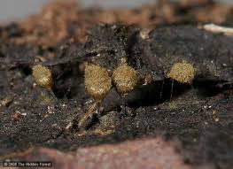 Attēlu rezultāti vaicājumam “Comatricha fragilis spores”