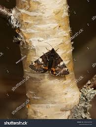 Attēlu rezultāti vaicājumam “Archiearis parthenias”