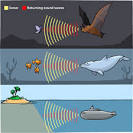 Echolocation | ASU - Ask A Biologist