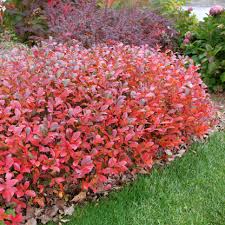 Attēlu rezultāti vaicājumam “Aronia melanocarpa”