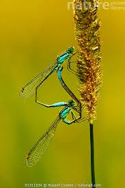 Attēlu rezultāti vaicājumam “Ischnura elegans”