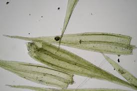 Attēlu rezultāti vaicājumam “Sciuro-hypnum curtum sporophyte”