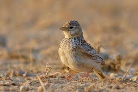 Image result for Calandrella rufescens