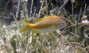 Image result for Haemulon plumierii