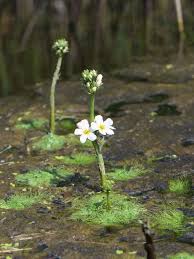 Attēlu rezultāti vaicājumam “Hottonia palustris flower”