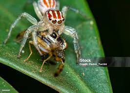 Attēlu rezultāti vaicājumam “Salticidae”