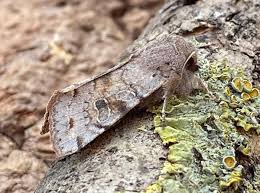 Attēlu rezultāti vaicājumam “Orthosia incerta”