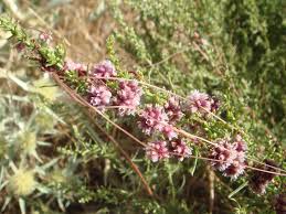 Attēlu rezultāti vaicājumam “Cuscuta europaea flower”