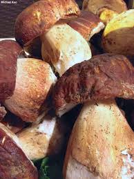 Attēlu rezultāti vaicājumam “Boletus edulis”