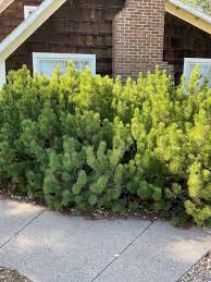 Attēlu rezultāti vaicājumam “Pinus mugo”