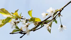 Attēlu rezultāti vaicājumam “Prunus avium flower”