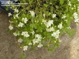 Attēlu rezultāti vaicājumam “Saxifraga cymbalaria flower”