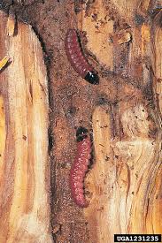 Attēlu rezultāti vaicājumam “Cossus cossus larva”