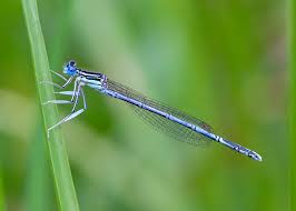 Attēlu rezultāti vaicājumam “Platycnemis pennipes”