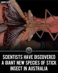 Attēlu rezultāti vaicājumam “Comatricha alta stalked”