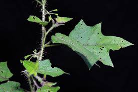 Attēlu rezultāti vaicājumam “Chenopodium acerifolium leaf”