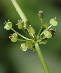 Attēlu rezultāti vaicājumam “Hydrocotyle vulgaris bud”