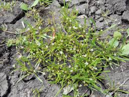 Attēlu rezultāti vaicājumam “Limosella aquatica”