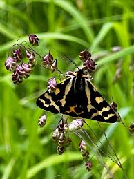 Attēlu rezultāti vaicājumam “Parasemia plantaginis”