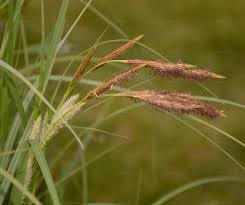 Attēlu rezultāti vaicājumam “Carex atherodes”