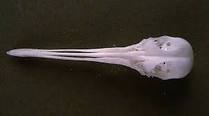 Image result for Lymnocryptes minimus