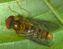 Attēlu rezultāti vaicājumam “Episyrphus balteatus”