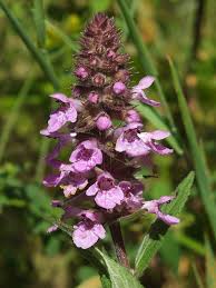 Attēlu rezultāti vaicājumam “Stachys palustris”