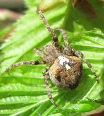 Attēlu rezultāti vaicājumam “Araneus angulatus”