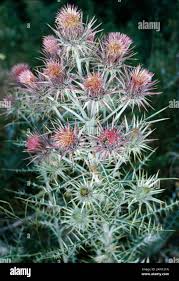 Image result for Ptilostemon afer