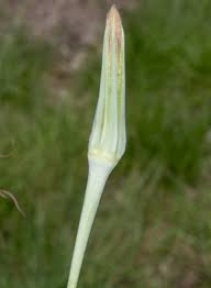 Attēlu rezultāti vaicājumam “Didymium xanthopus stalked”